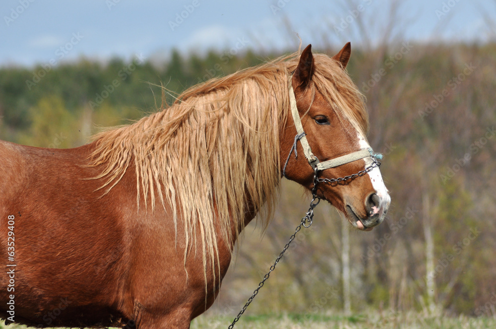 Fototapeta premium Horse in the outdoors