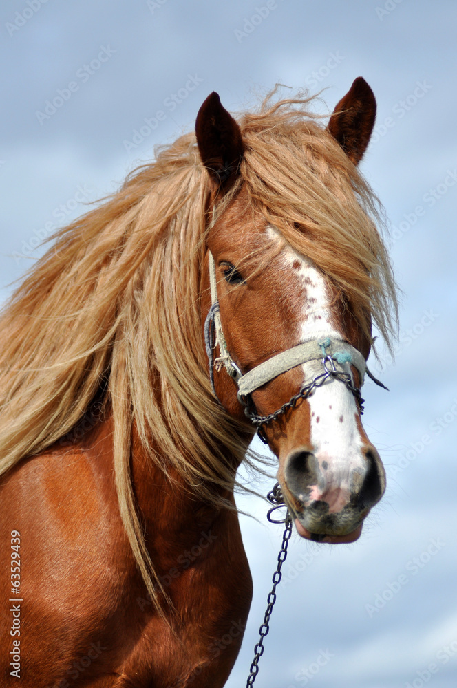 Obraz Portret piękny koń