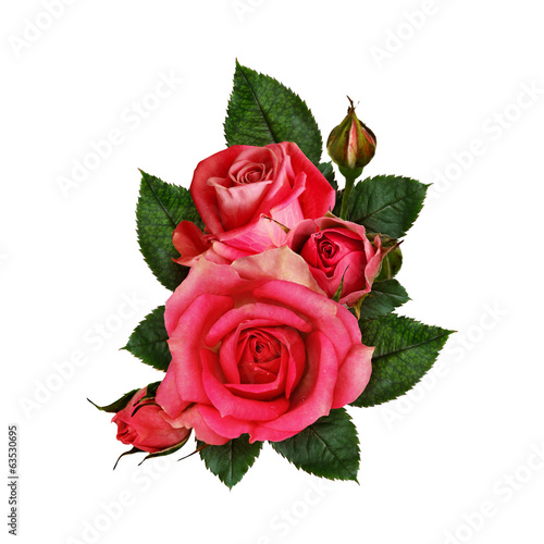 Pink rose flowers composition
