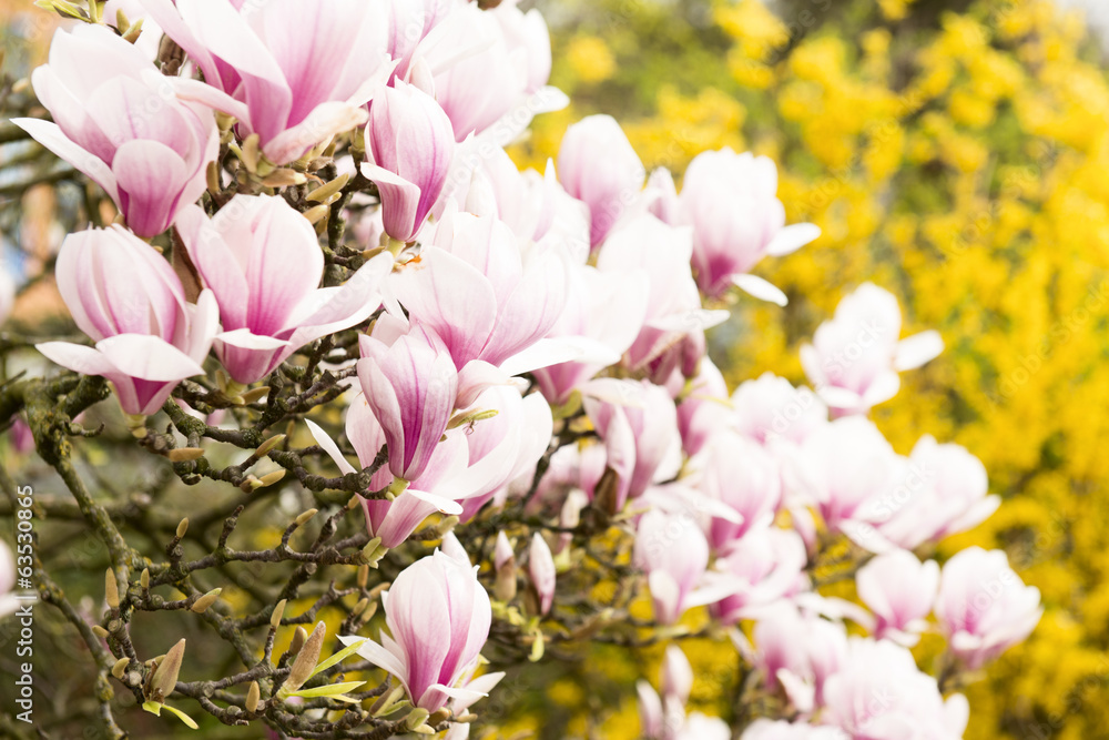 Obraz premium Magnolia tree and magnolia flowers on branch.