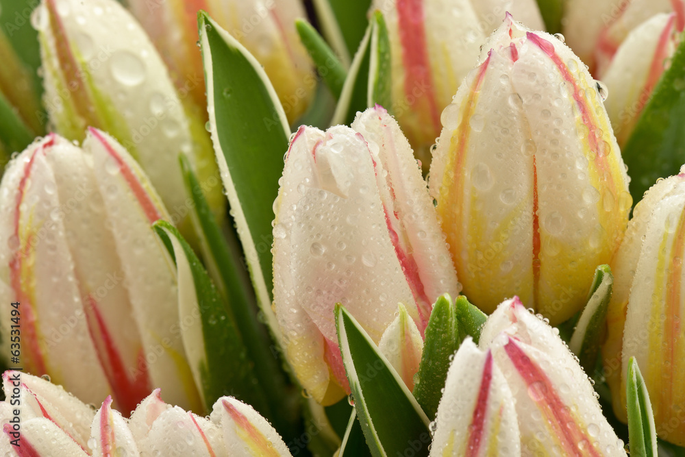 Naklejka premium Mokre tulipany