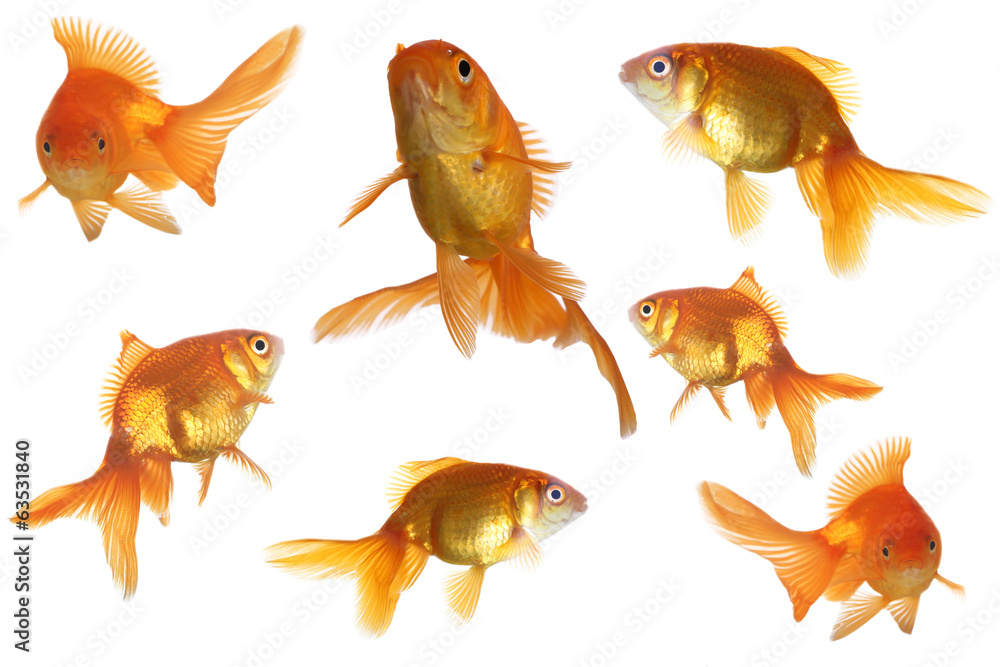Goldfish isolated on white Goldfish isolated on white