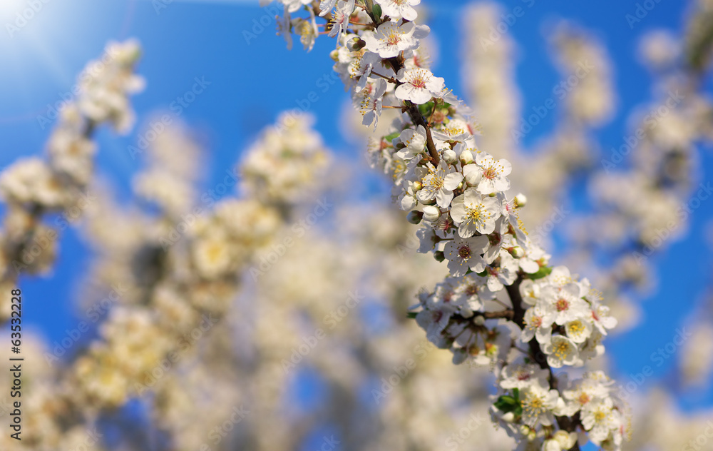 Spring tree Spring tree