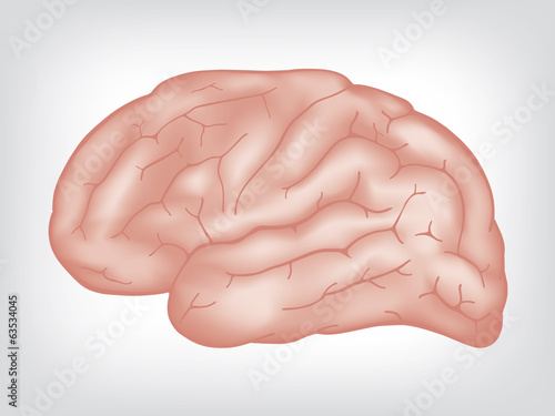 Human brain, shaded vector illustration