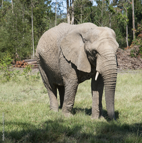 Young African elephant eating grass. South Africa