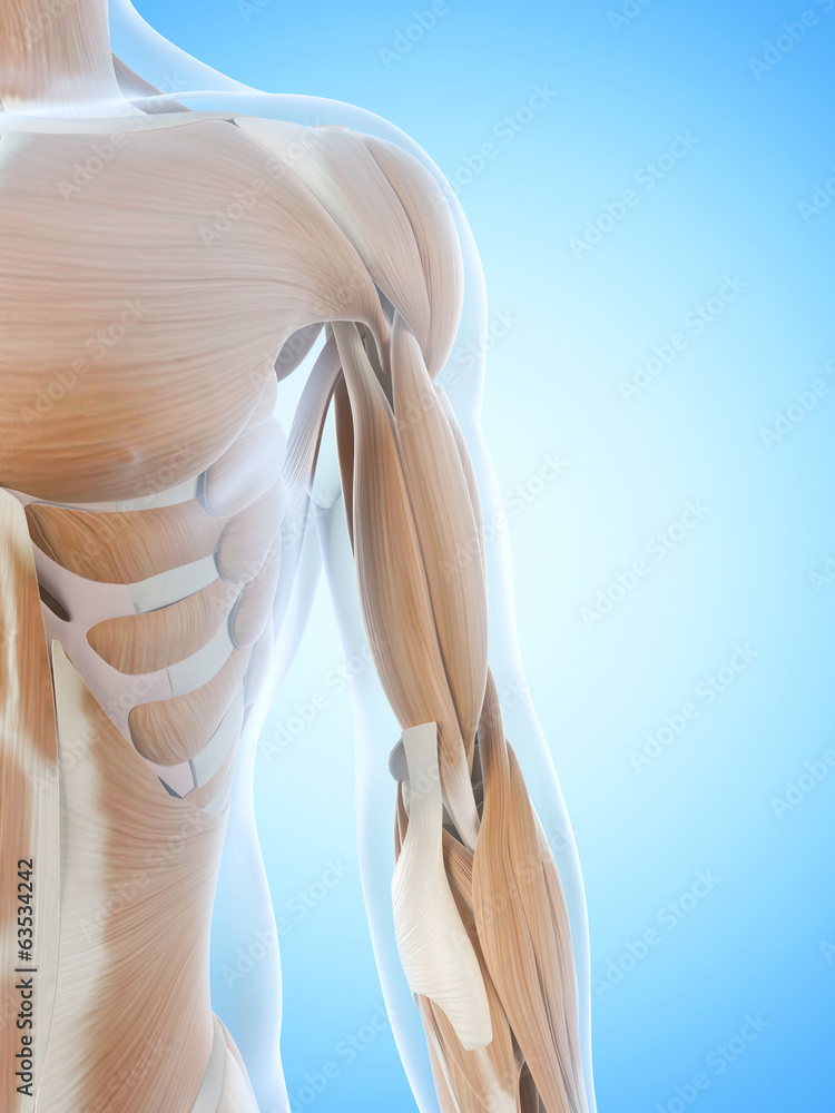 anatomy illustration showing the arm muscles Stock Illustration Biology Diagrams