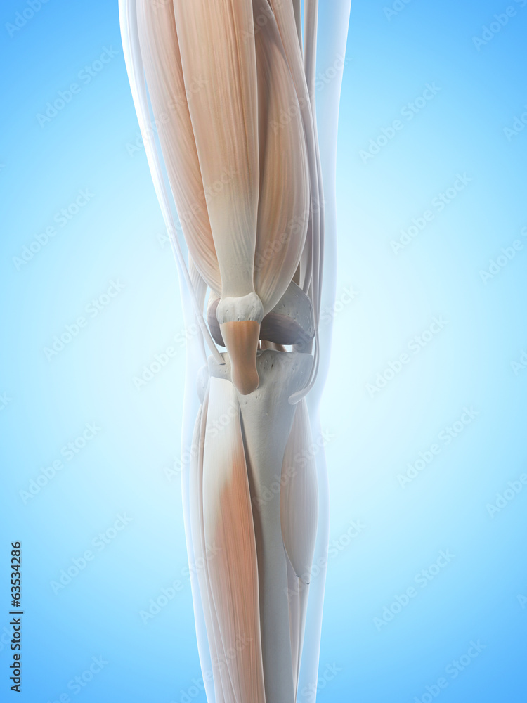 anatomy illustration showing the knee anatomy illustration showing the knee