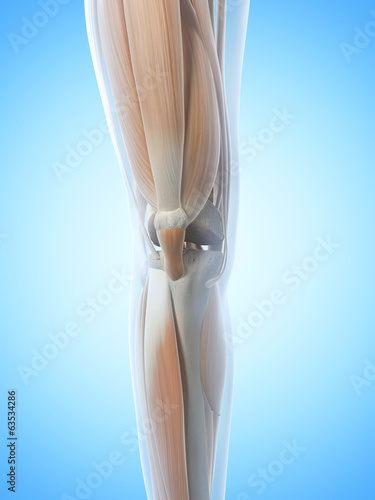 anatomy illustration showing the knee