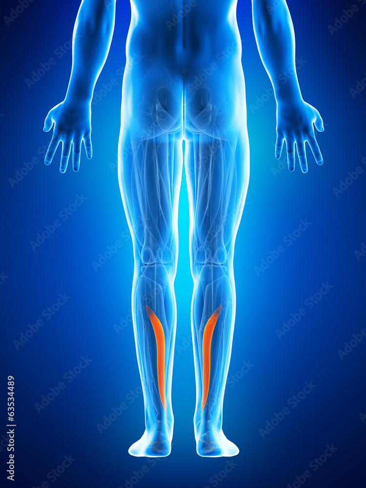 anatomy illustration showing the flexor digitorum longus anatomy illustration showing the flexor digitorum longus