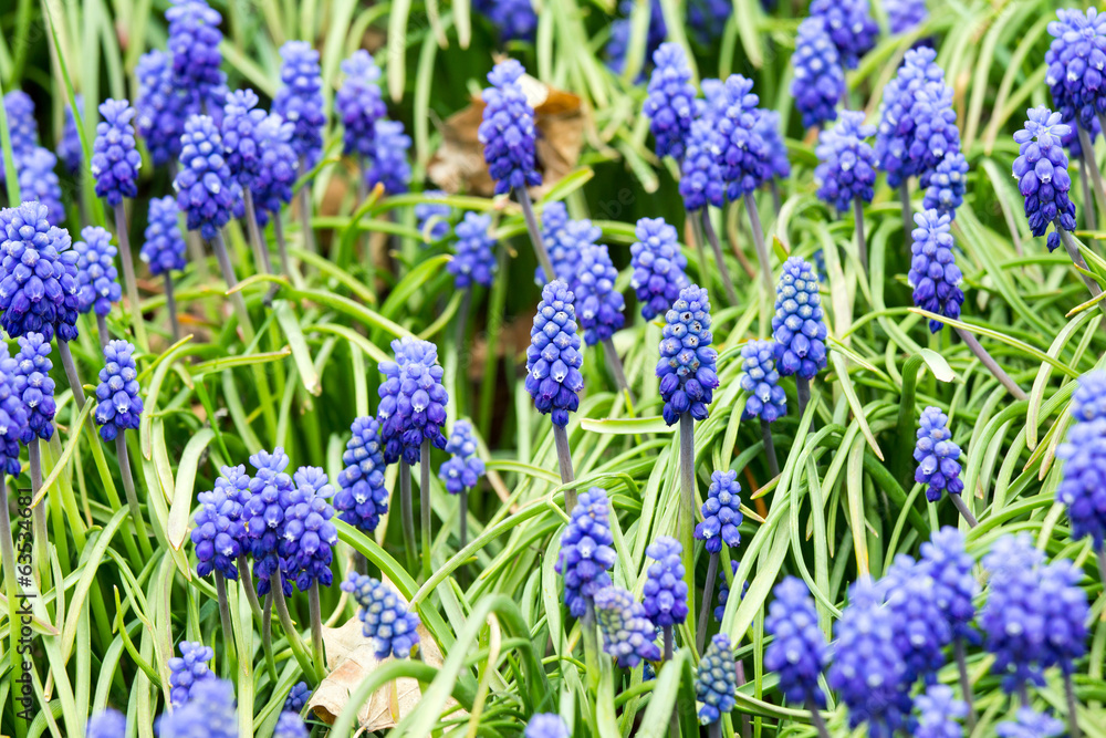 Fototapeta premium Grape Hyacinths