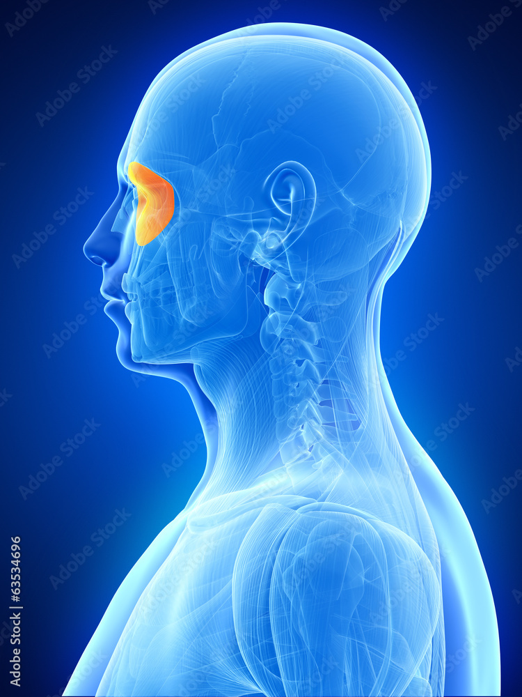 anatomy illustration showing the orbicularis oculi anatomy illustration showing the orbicularis oculi