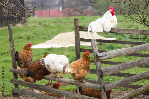 Rooster and Hens