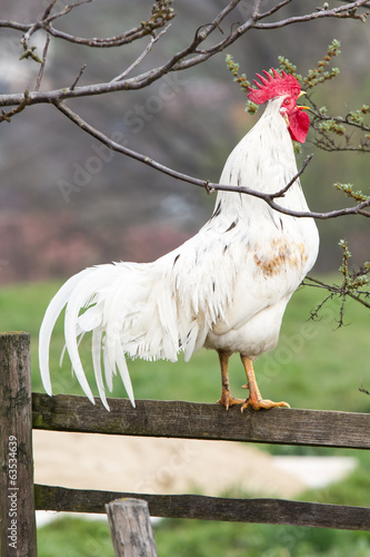 Rooster