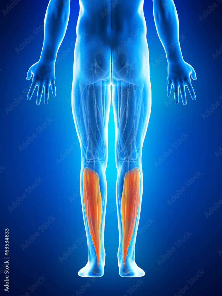 anatomy illustration showing the soleus anatomy illustration showing the soleus