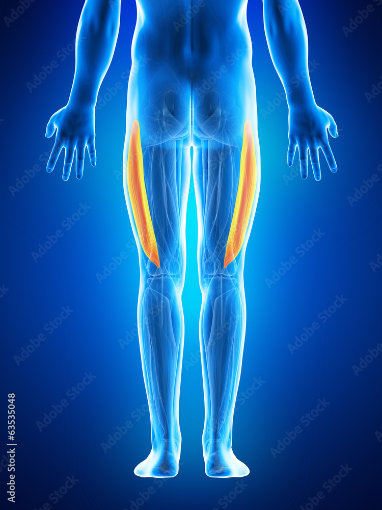 anatomy illustration showing the vastus lateralis anatomy illustration showing the vastus lateralis