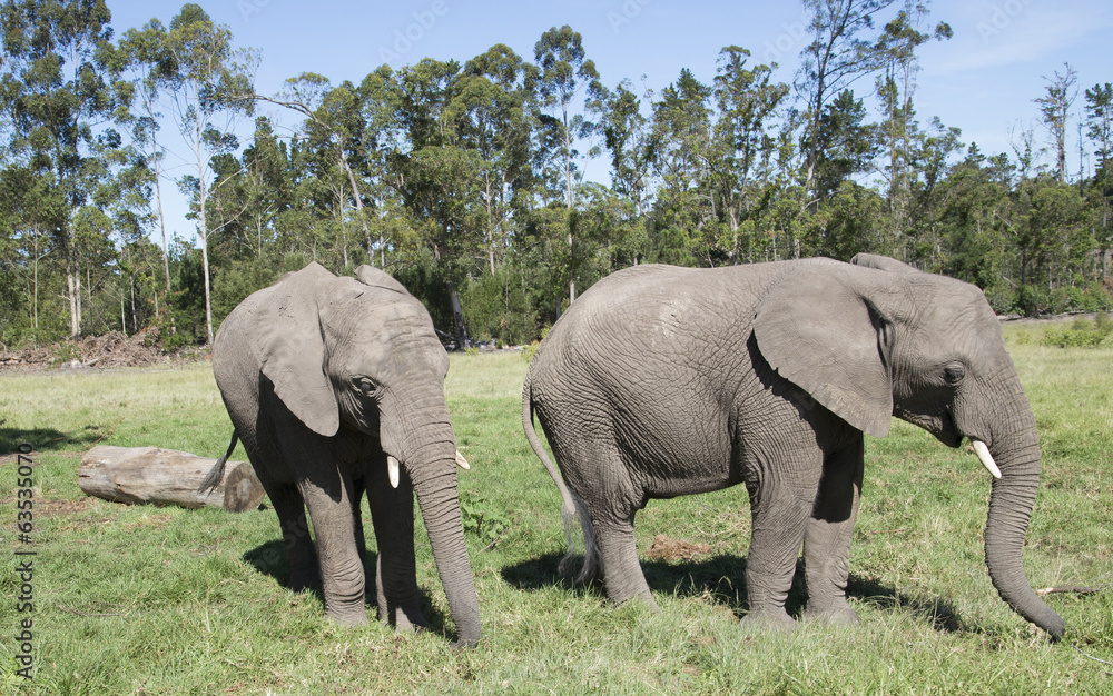 Fototapeta premium Young African elephants eating grass. South Africa