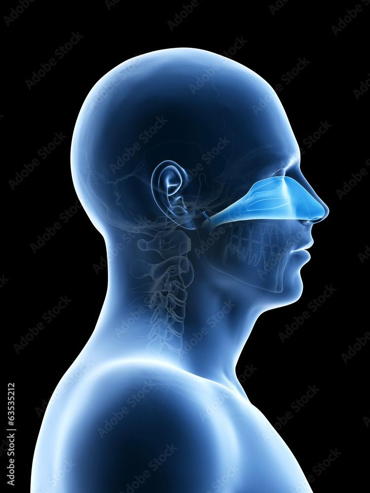 anatomy illustration showing the nasal cavity Stock Illustration ... Biology Diagrams