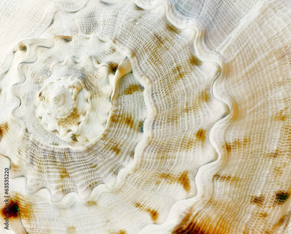 seashell closeup seashell closeup