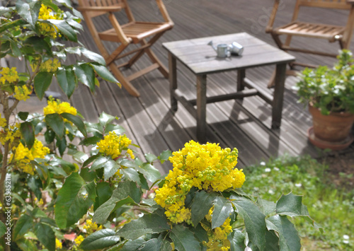 Floraison d'un mahonia sur terrasse
