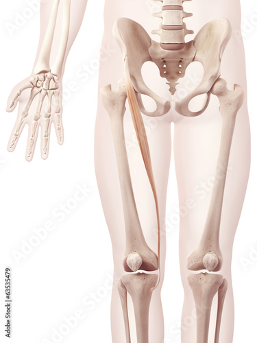 anatomy illustration showing sartorius