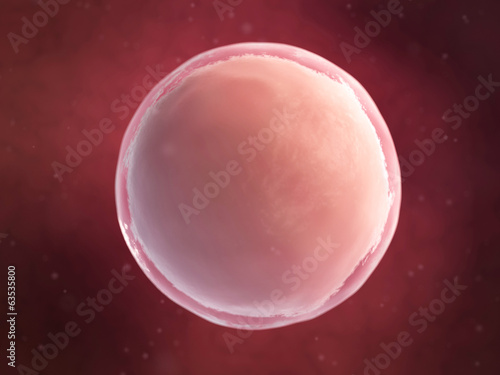 Photos scientific illustration - human egg cell