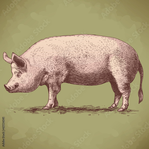 vector illustration of hand drawn big hog