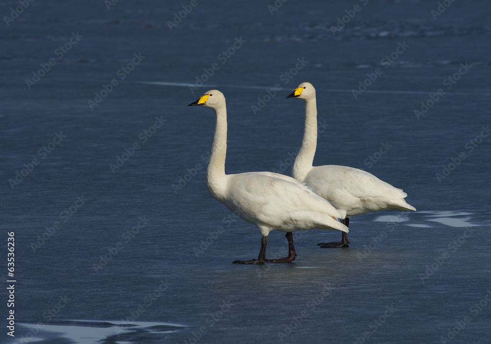 Fototapeta premium Two swans on the ice