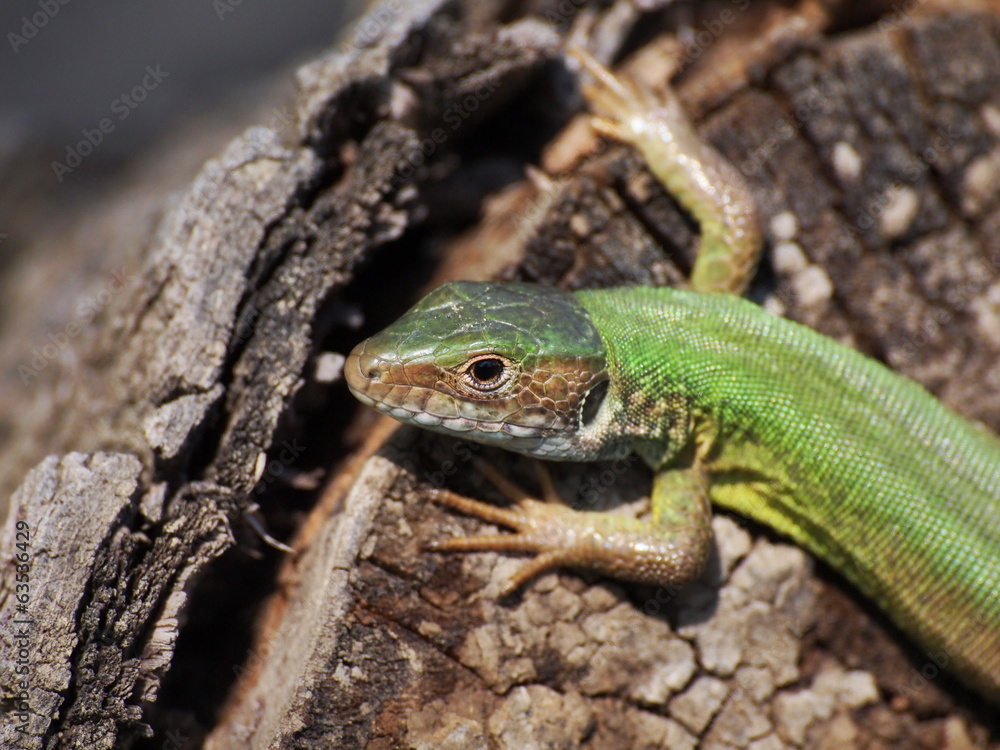 Eastern Green Lizard (female) , Lacerta viridis Eastern Green Lizard (female) , Lacerta viridis