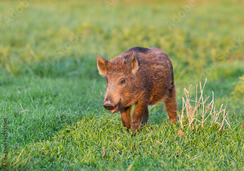 Wild boar © Budimir Jevtic
