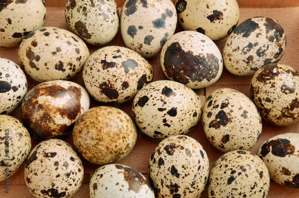 quail eggs in tray horizontal quail eggs in tray horizontal