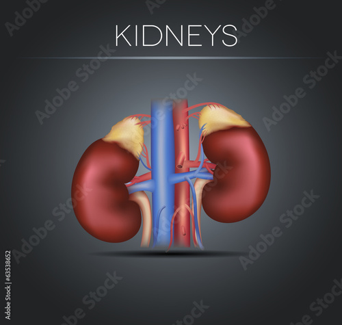 Human kidneys on a black gradient background