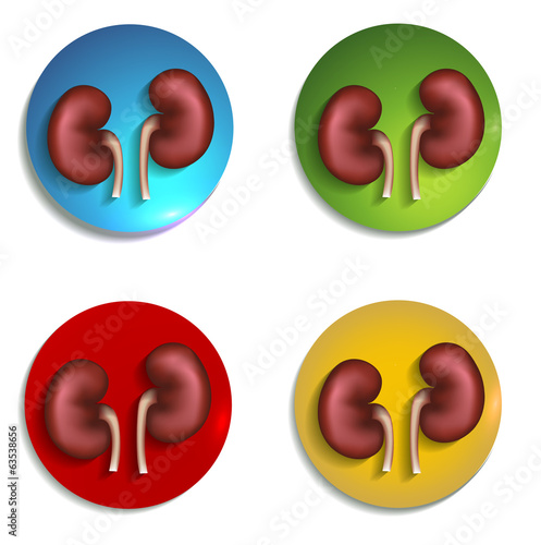 Colorful icons set with kidneys, bright and bold illustrations.