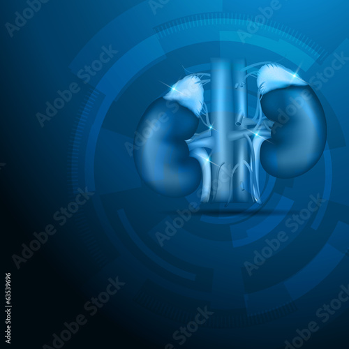 Kidneys abstract blue background