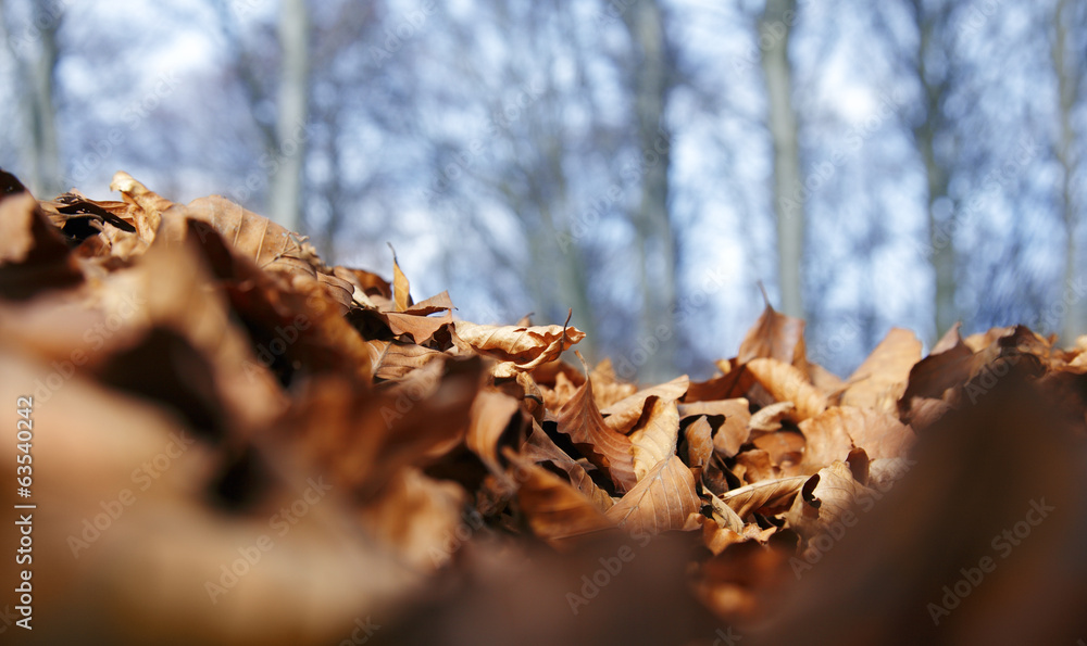 Herbstlaub Herbstlaub