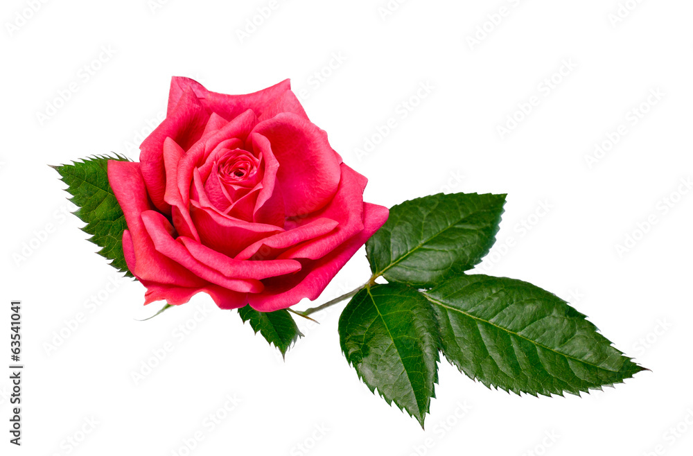 Fototapeta premium bright beautiful pink rose