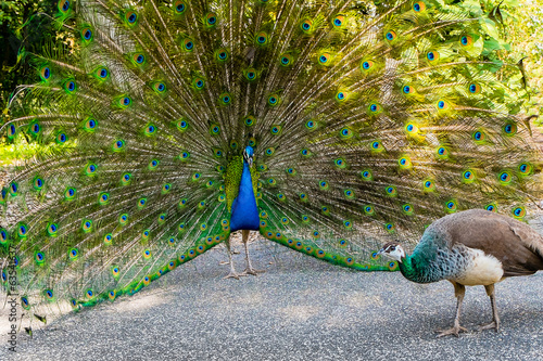 Peacock male and female photo