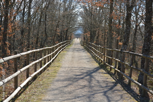 Camino entre los arboles en la via verde del ferrocarril minero