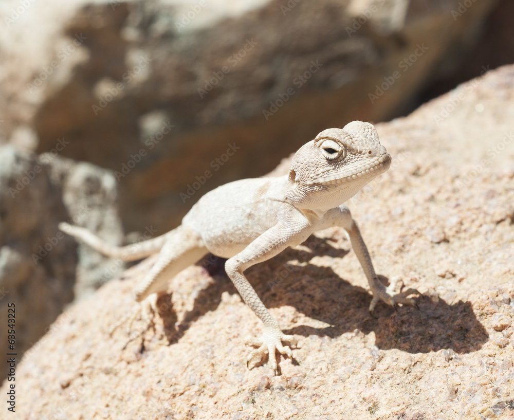 Egyptian desert agama lizard on a rock Egyptian desert agama lizard on a rock