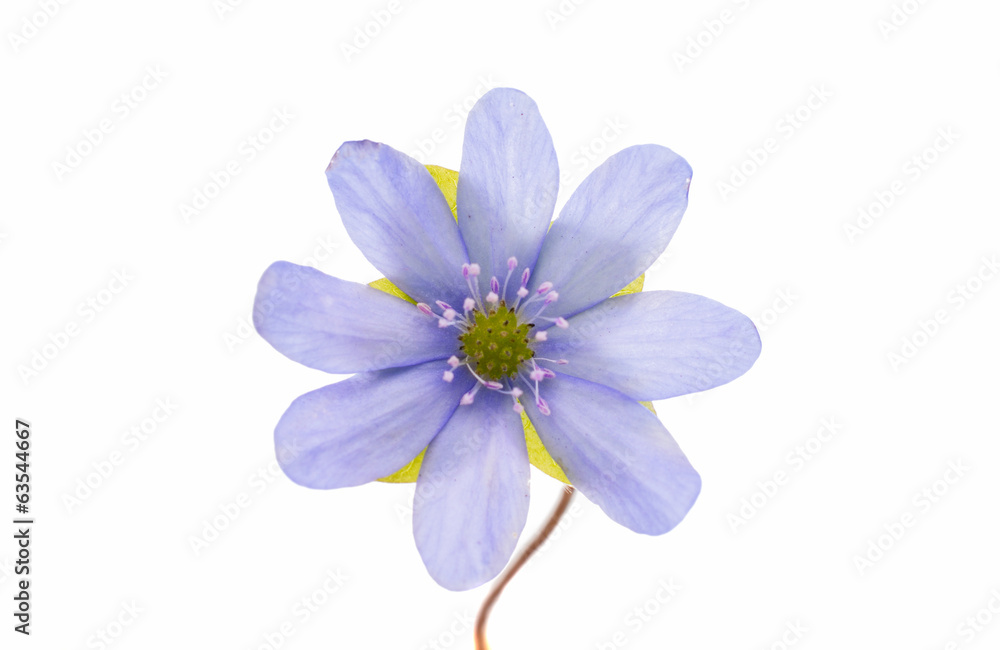 Fototapeta premium blue flower isolated