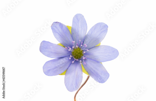 blue flower isolated © ksena32