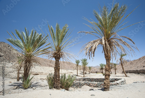 Oasis with palm trees in an isolated desert valley