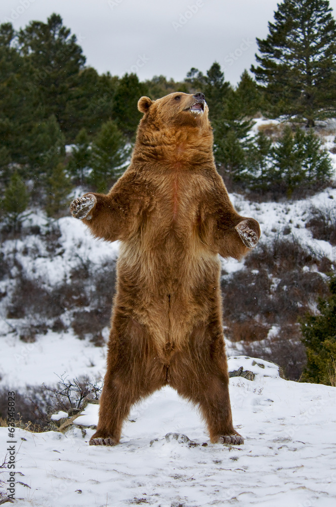 Grizzly Bear Foto, Poster, Wandbilder bei EuroPosters