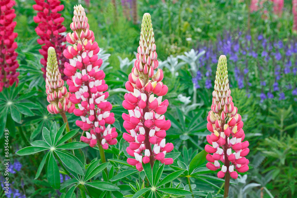 Lupinen Lupinen