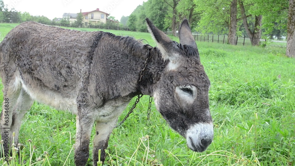 Donkey muzzle closeup and farmer woman girl hand feed him grass Donkey muzzle closeup and farmer woman girl hand feed him grass