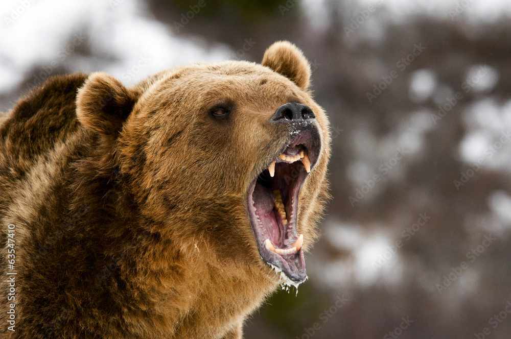Obraz premium Grizzly Bear