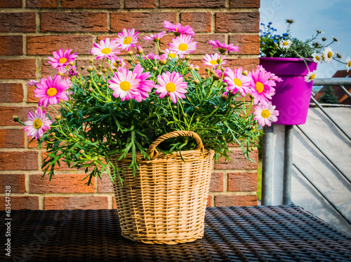 Fototapeta Naklejka Na Ścianę i Meble -  Frühlingsblüher im Korb
