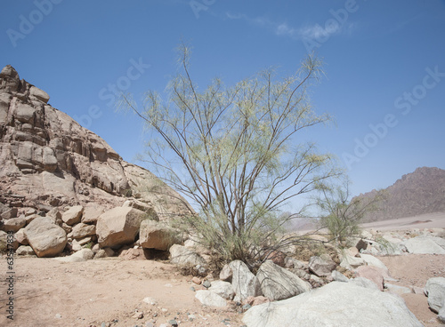 Desert ironwood tree growing between rocks photo