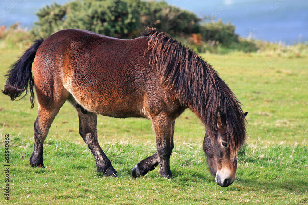 Fototapeta premium wild pony