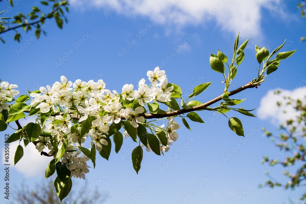 Blossoming branch against the blue sky Blossoming branch against the blue sky