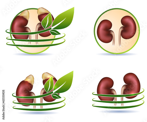 Great collection of human kidneys health care symbols